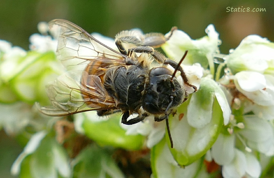 Honey Bee standing on the side of a Buckwheat seed cluster
