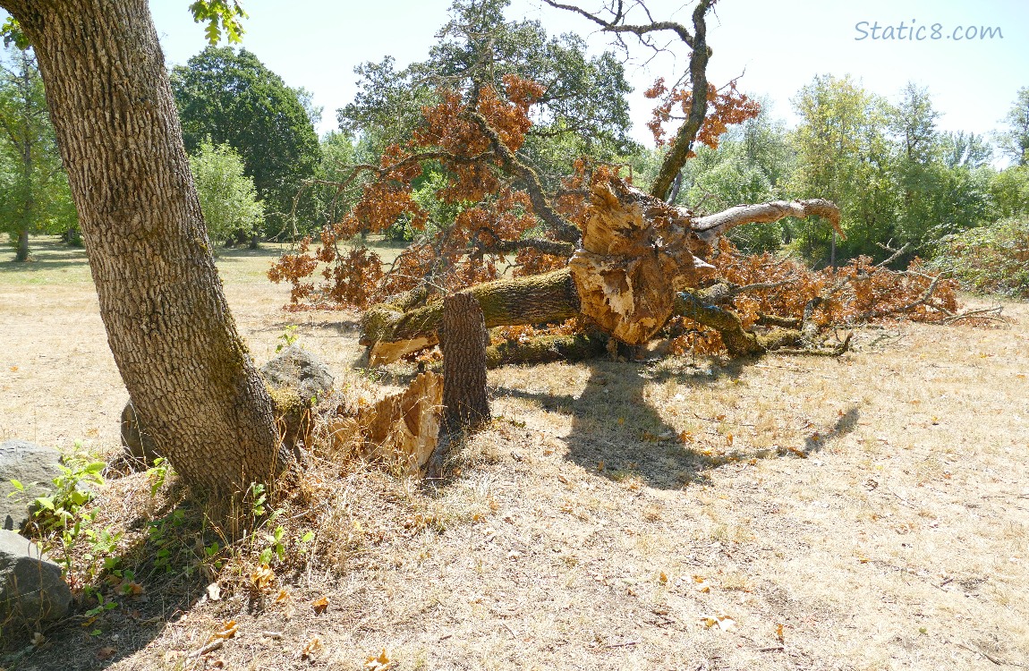 Fallen tree