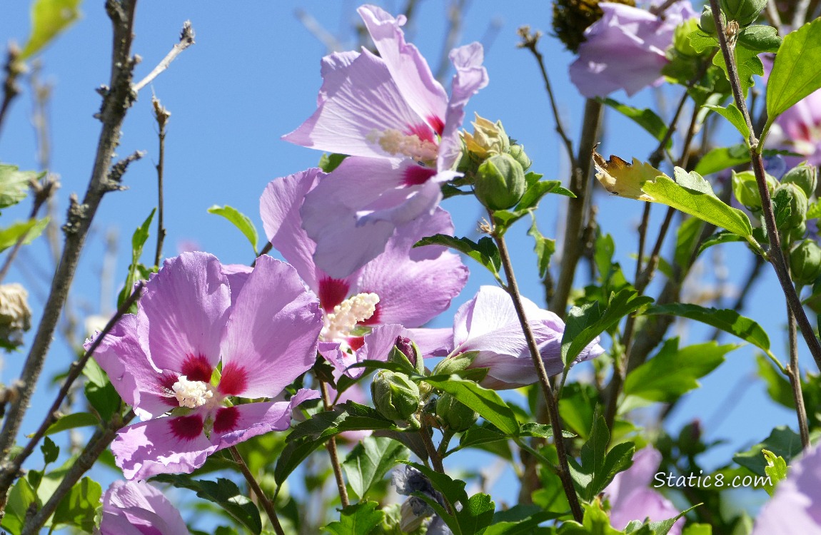 Pink Hibiscus blooms in front of blue sky