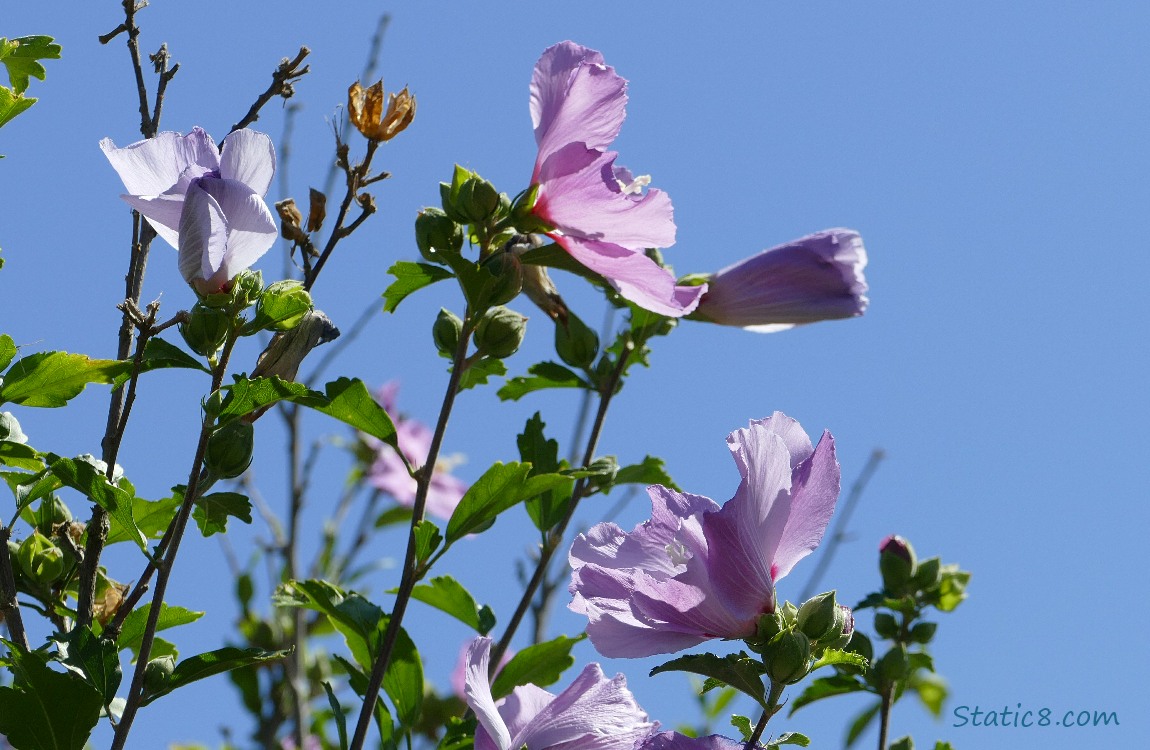 Pink Hibiscus blooms in front of blue sky