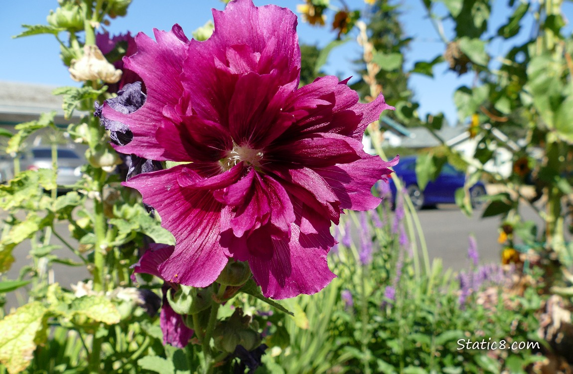 Hollyhock with the blue sky