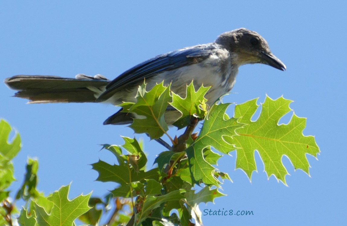 Scrub Jay standing up in an oak tree with blue sky behind