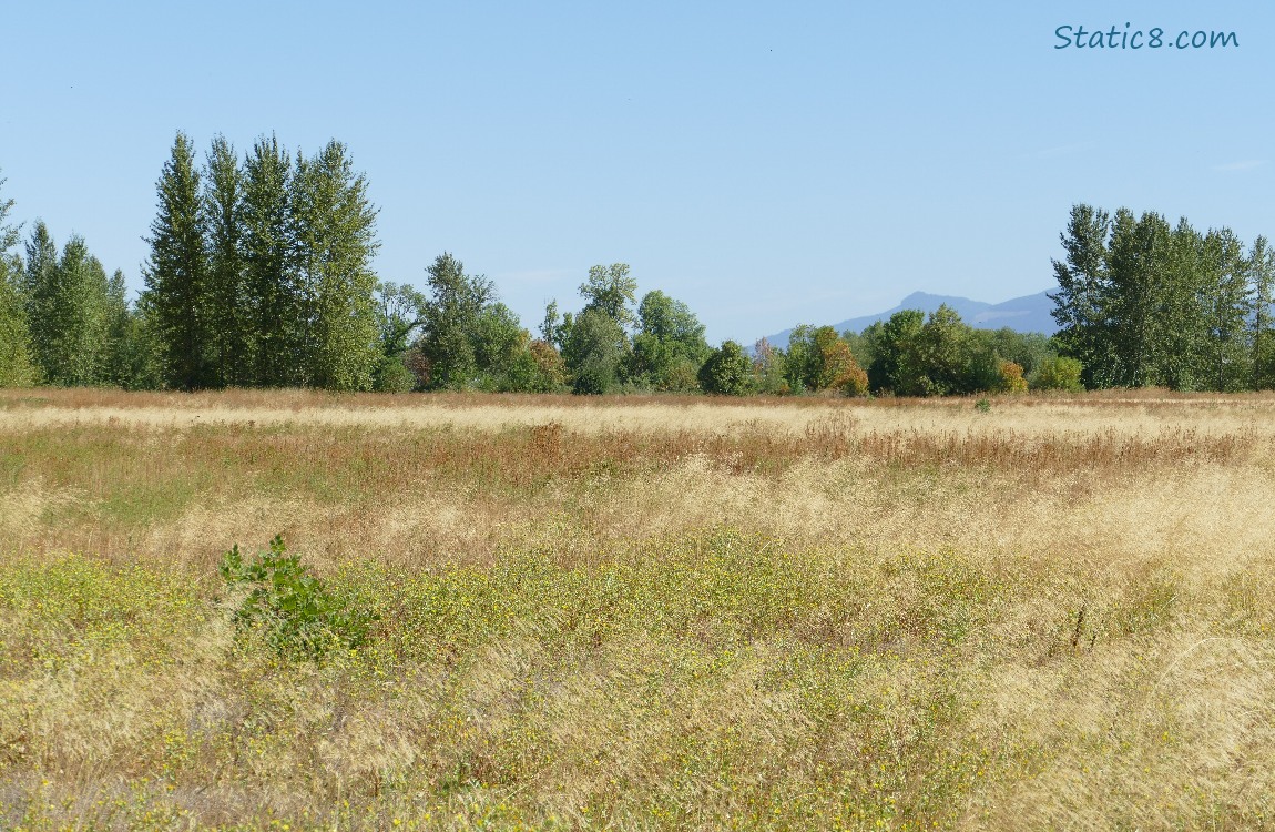 Grassy prairie with trees in the distance