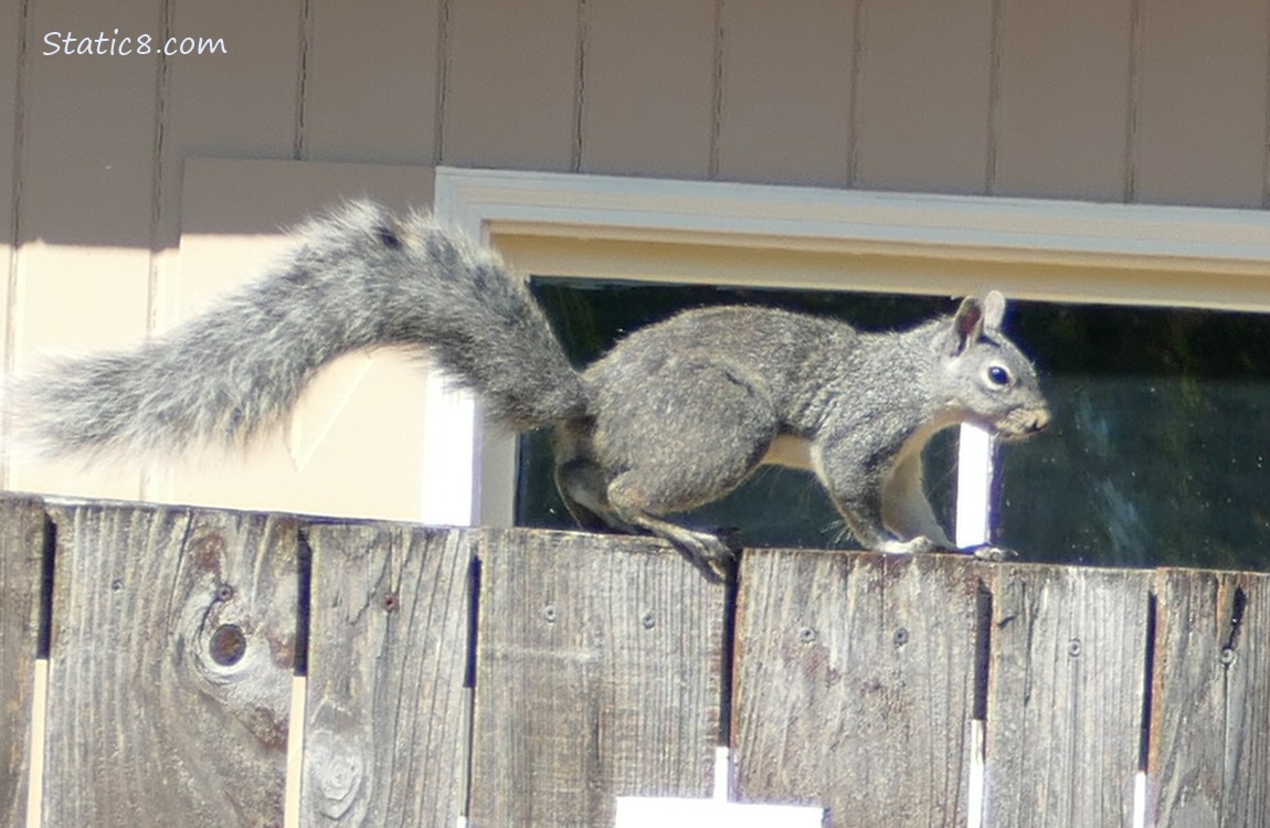 Western Grey Squirril standing on a wood fence