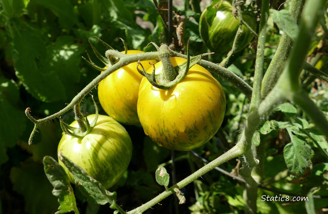 Tomatoes ripening on the vine