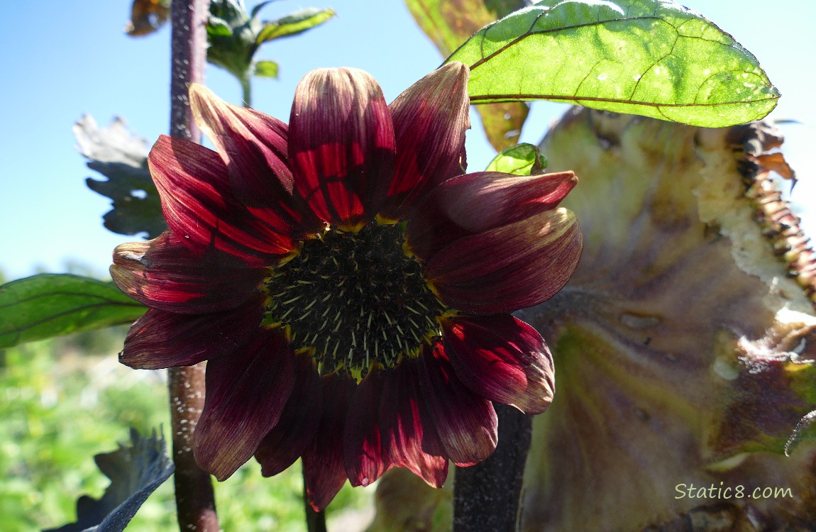 Small, red sunflower bloom