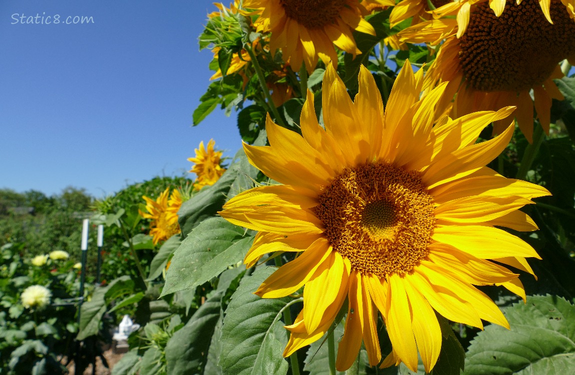 Sunflower bloom with the blue sky