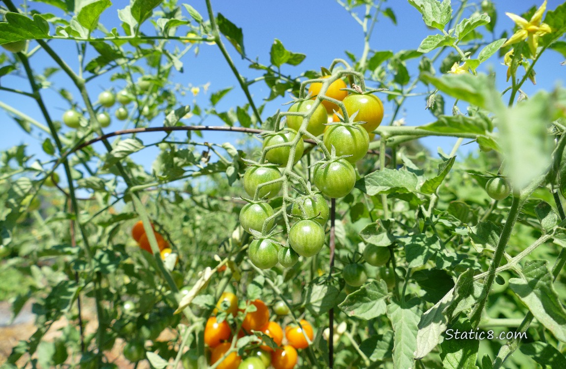 Sungold cherry tomatoes ripening on the vine with blue sky behind