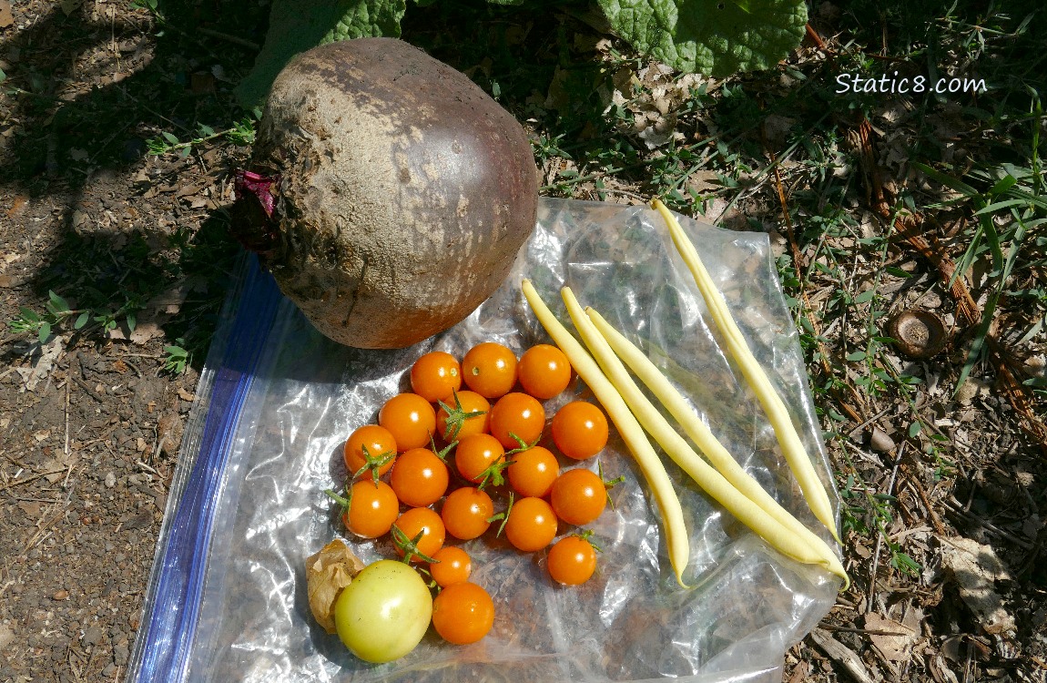 Harvested veggies laying on a ziplock bag on the ground