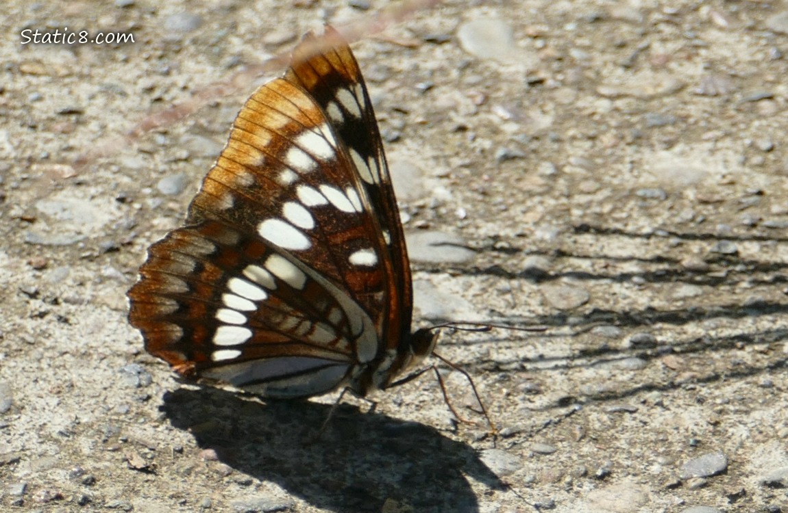 Butterfly standing on the bike path