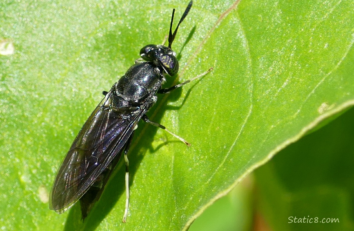 Small black wasp standing on a green leaf