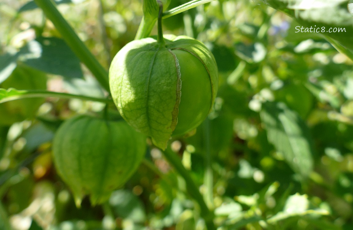 Tomatillo ripening on the vine