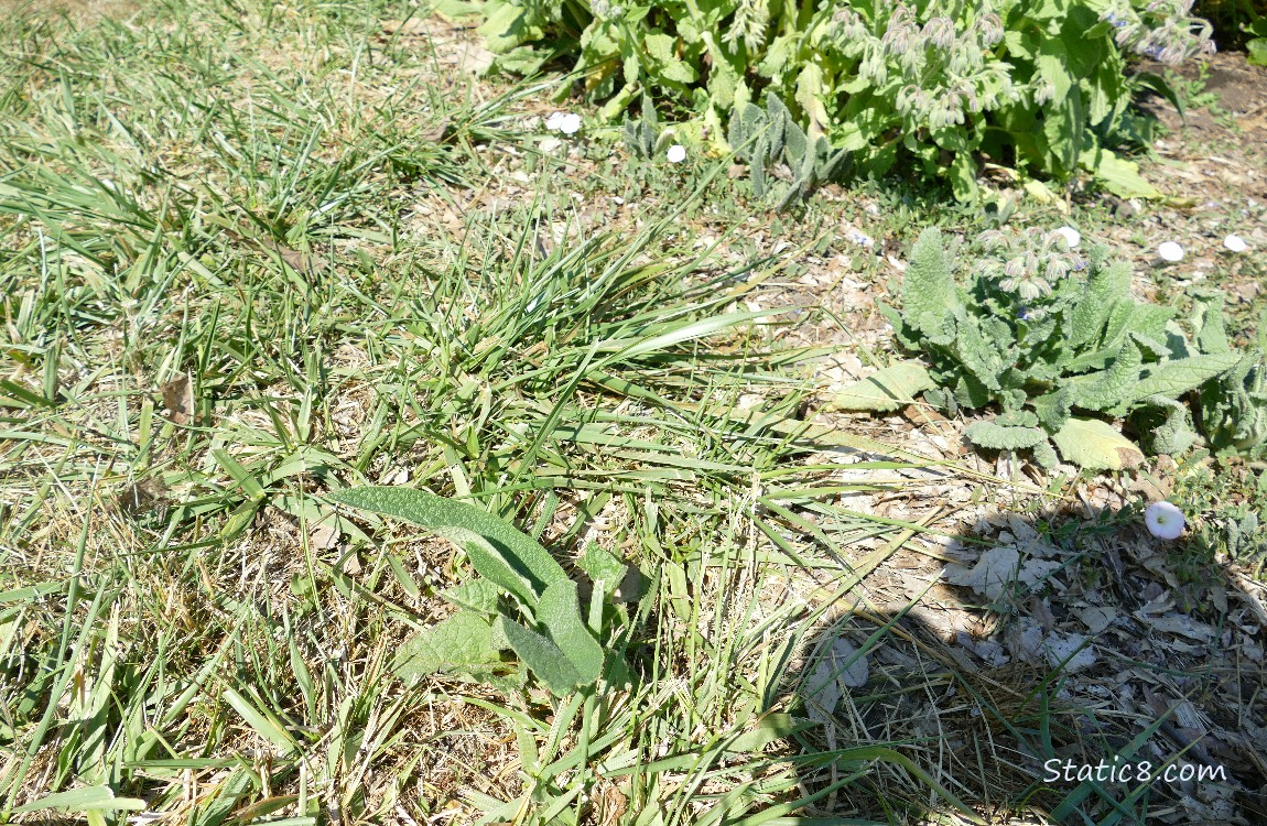 Comfrey coming up in the grass