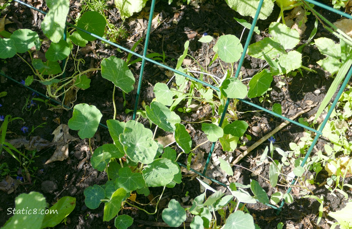 Small Nasturtium plants