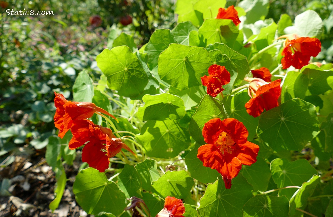 Nasturtium plant with red blossoms