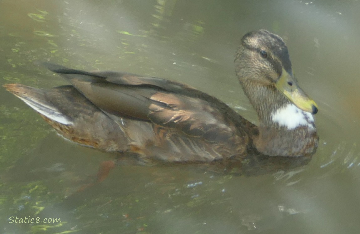 Mallard with a white patch on his neck, paddling in the creek