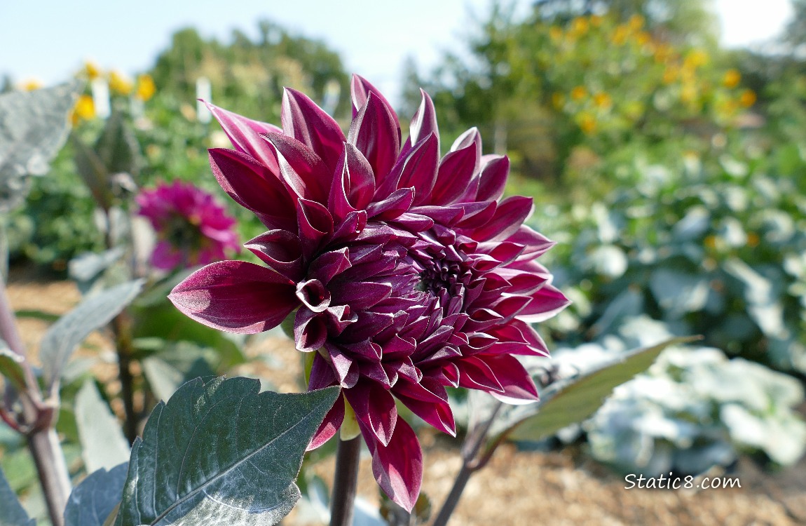 Purple Dahlia bloom