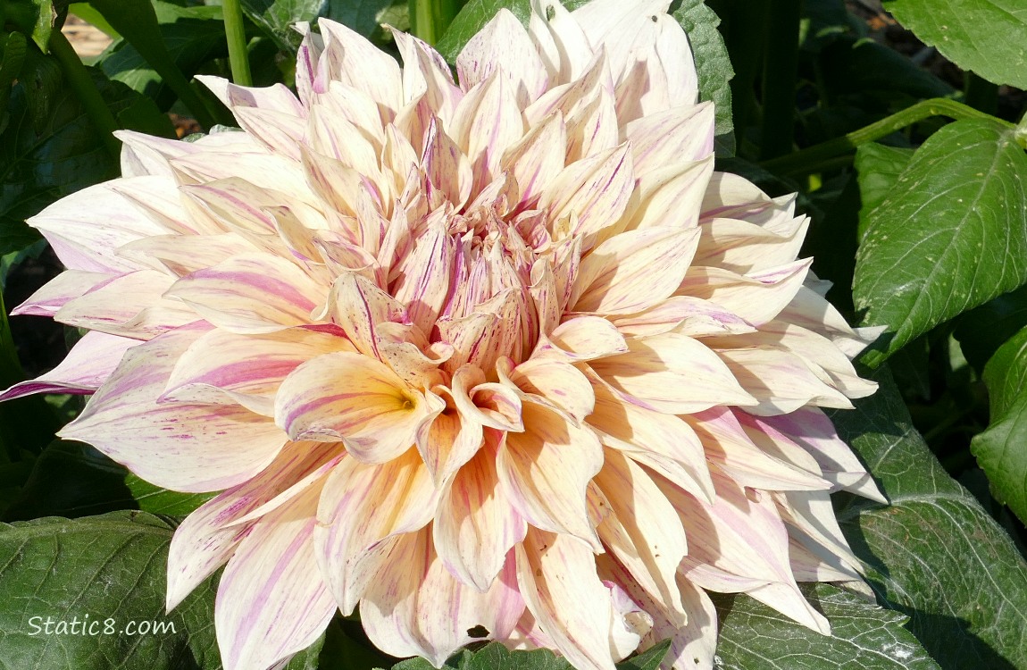 Pale Dahlia bloom