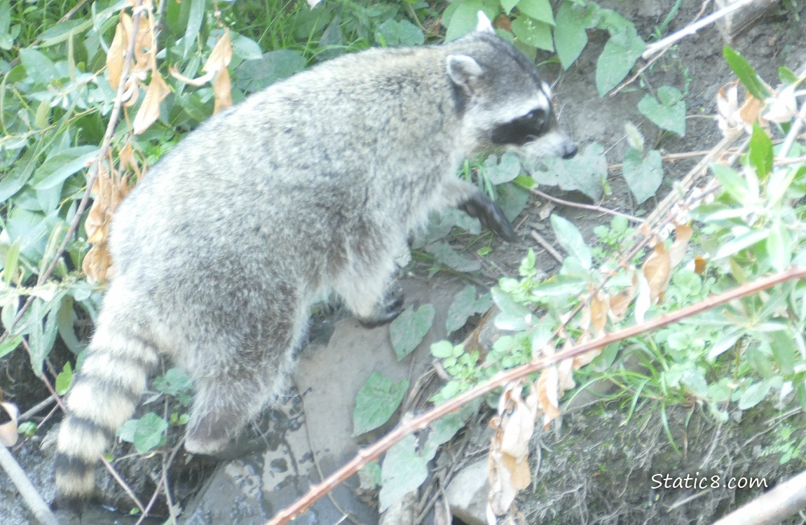 Raccoon walking up the bank of the creek