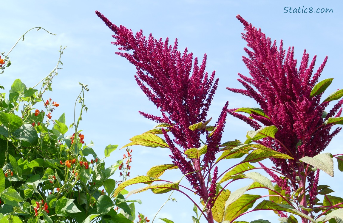 Scarlet Runner Bean and Red Amaranth blooms