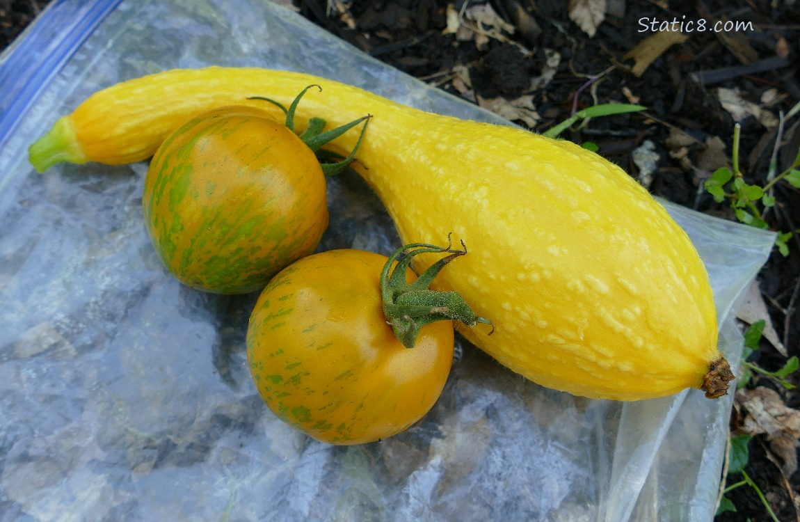 Harvested veggies laying on a ziplock bag