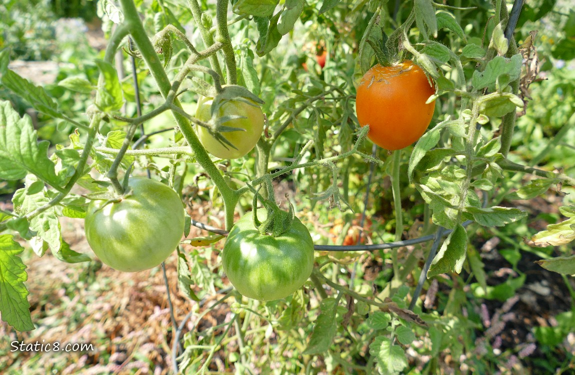 Tomatoes ripening on the vine