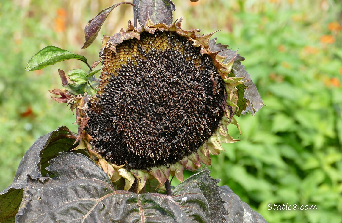 Sunflower seed head