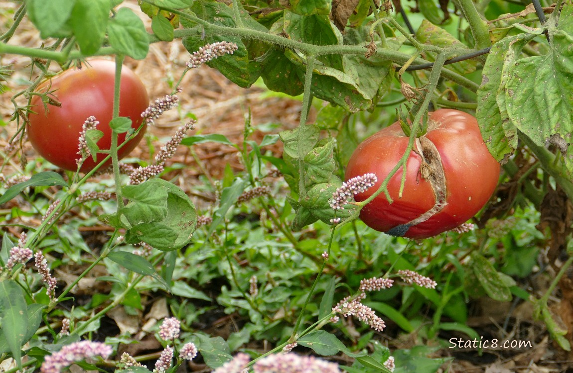Tomatoes ripening on the vine