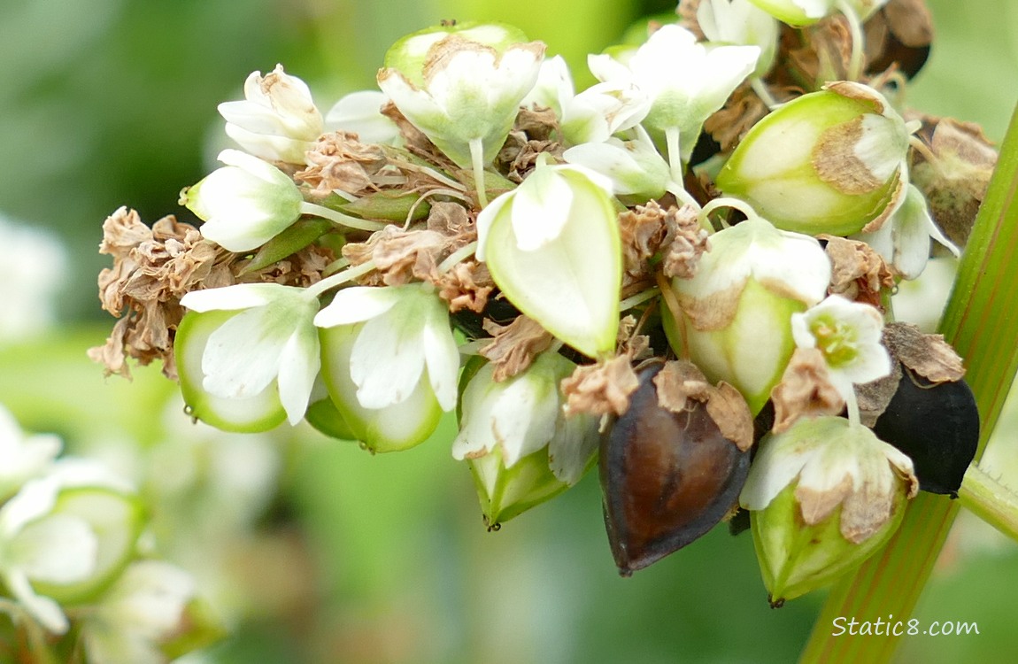 Buckwheat seeds ripening on the plant