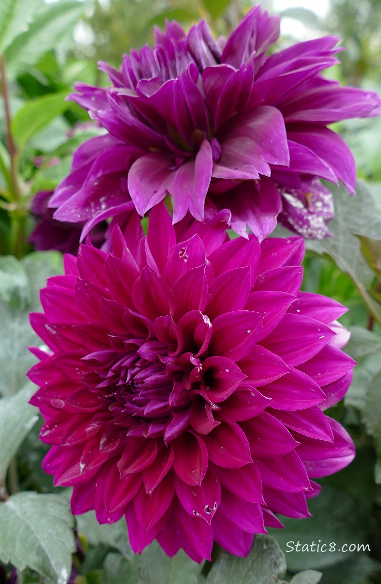 Two purple Dahlia blooms