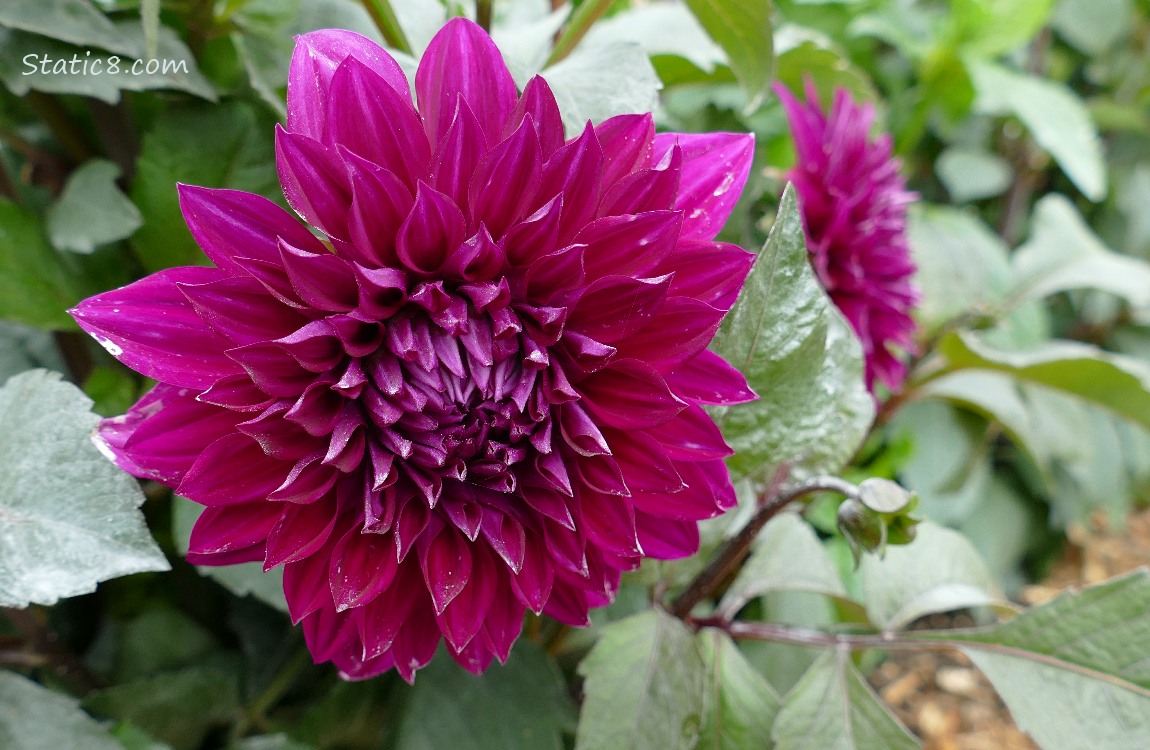 Purple Dahlia bloom
