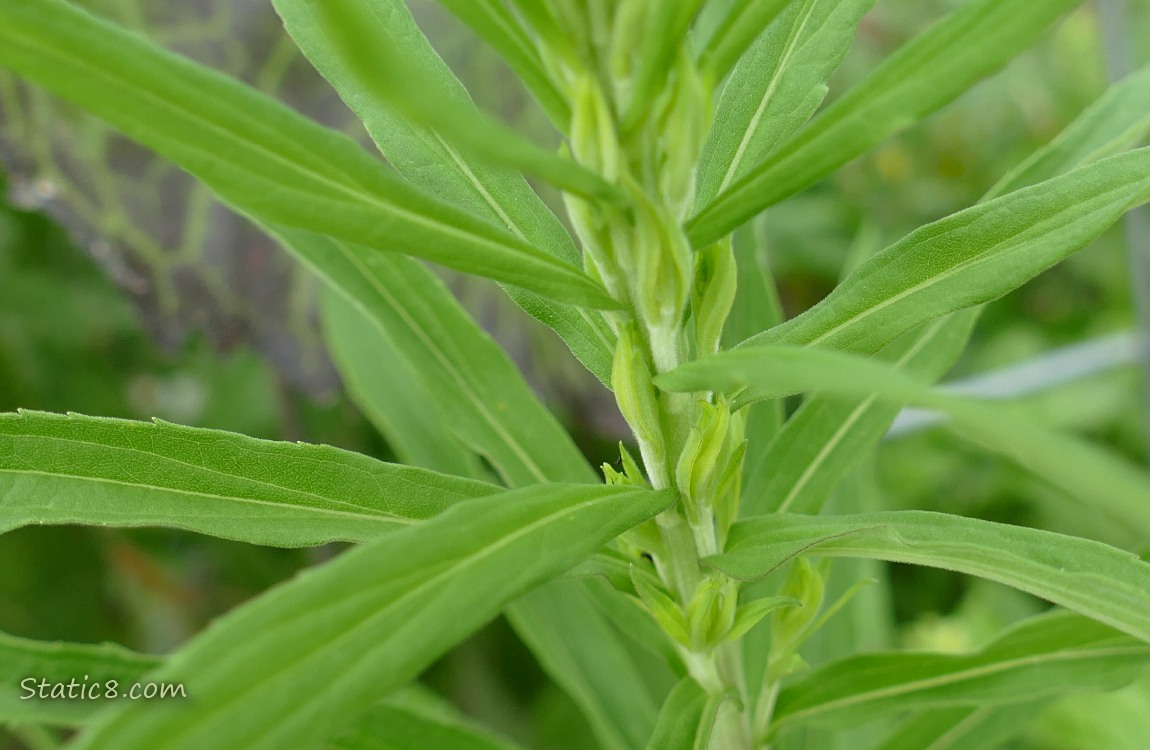 Close up of Mystery Plant