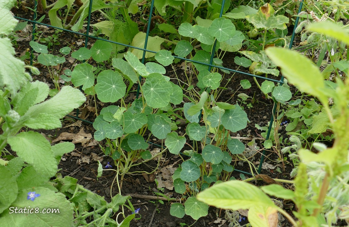 Nasturtium plants growing under a wire trellis