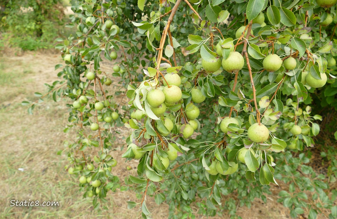 Pear Tree with fruits hanging from it.