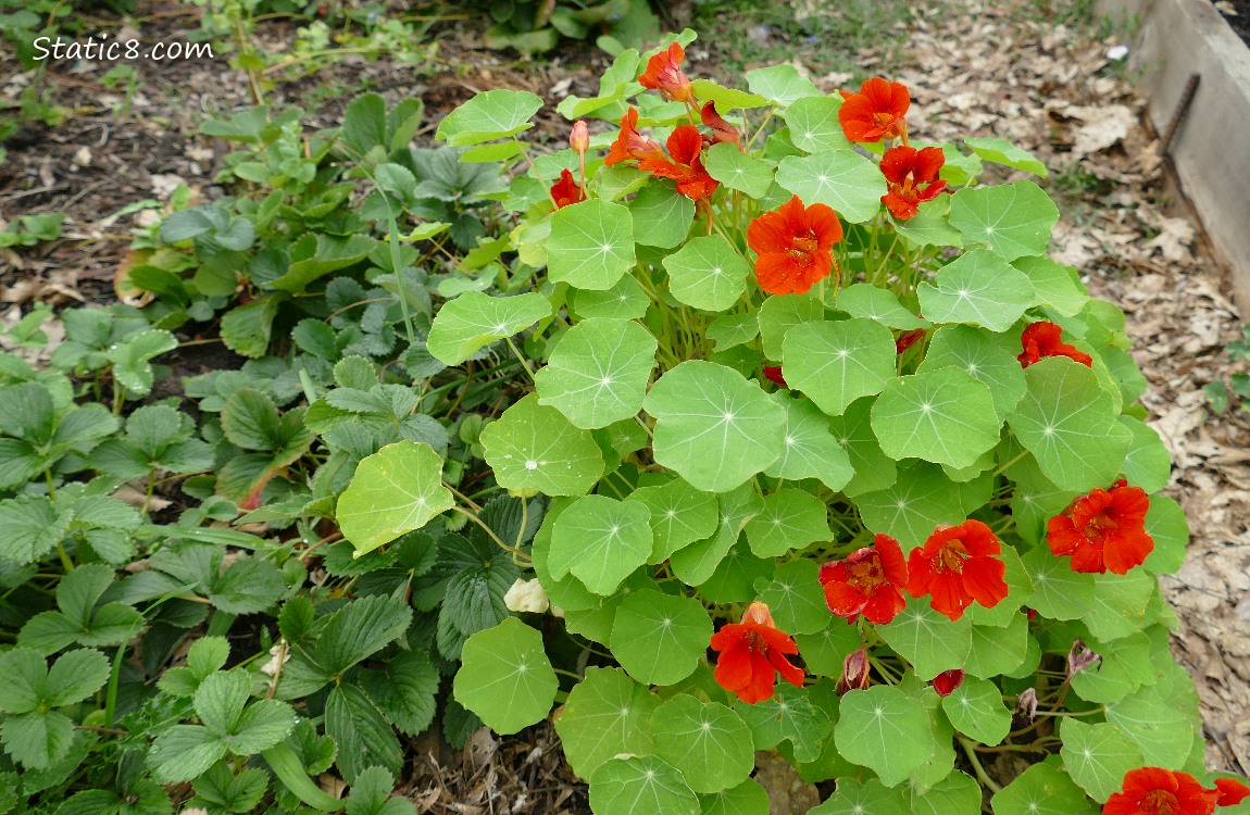 Nasturtium plant with red blooms next to Strawberry plants