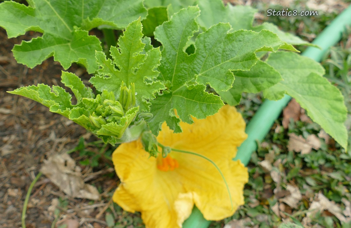 Squash blossom and leaves