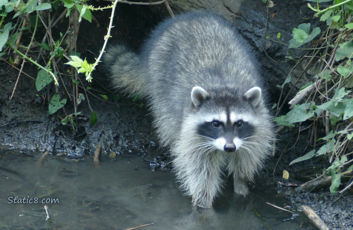 Raccoon standing at the bank of the creek