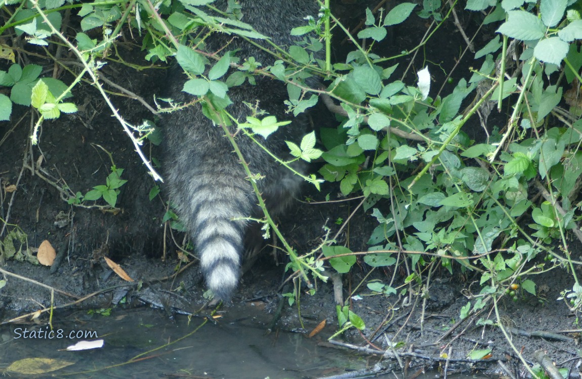 Raccoon tail under shrubs as the raccoon walks away