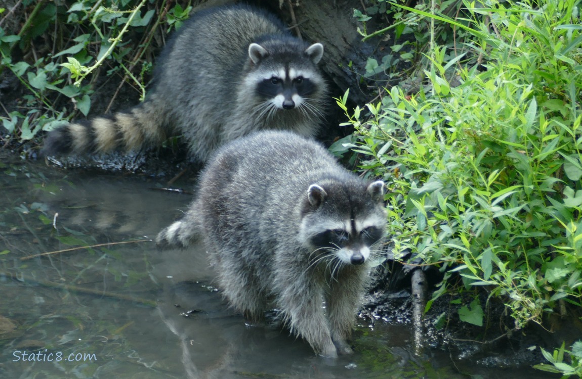 Two raccoons near the bank of the creek, one standing in very shallow water