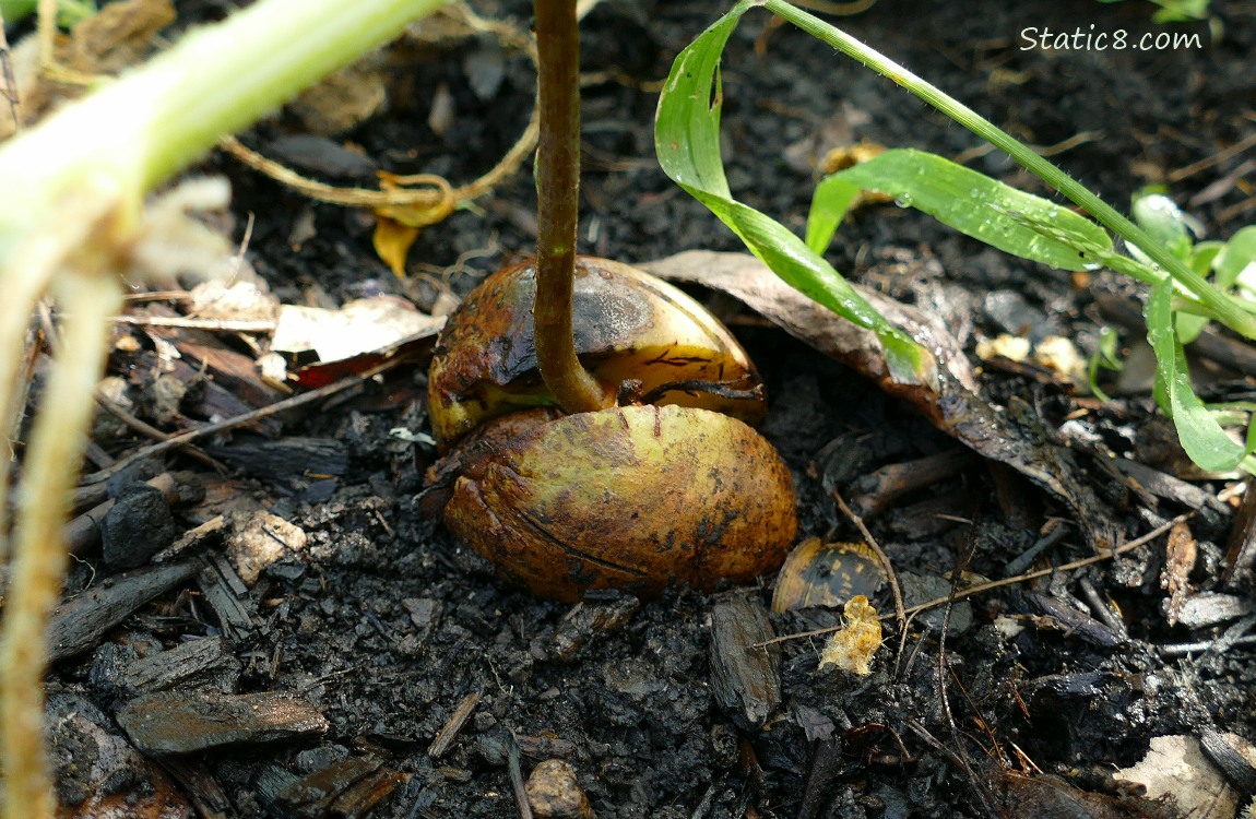 Avocado growing in the dirt
