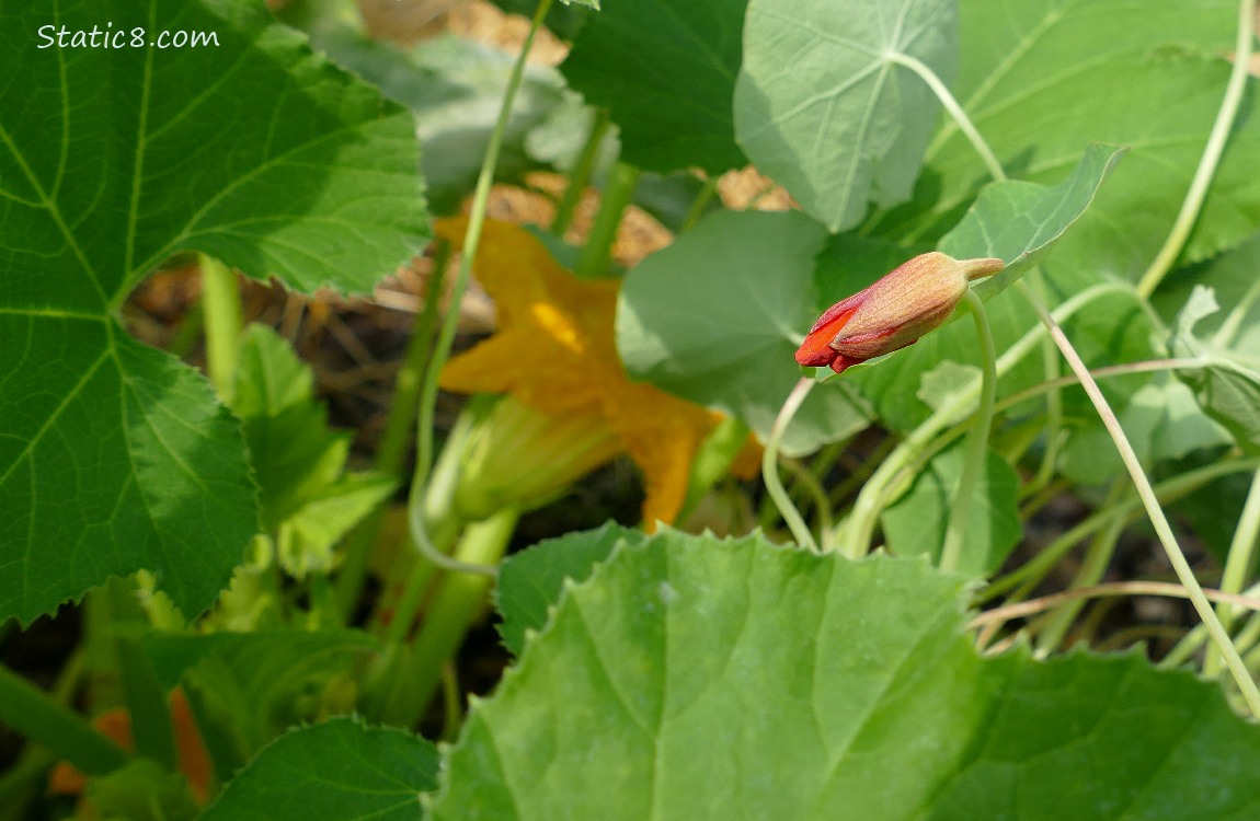Nasturtium bud in front of squash plant