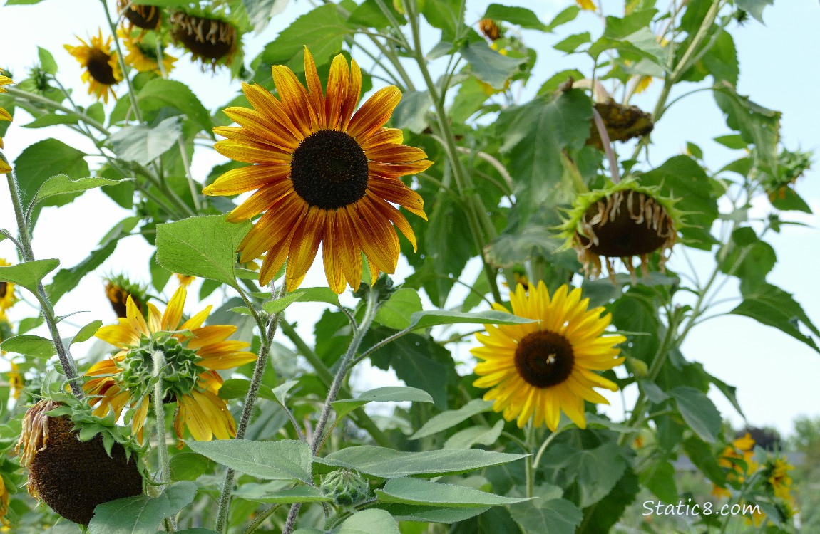 Sunflower blooms
