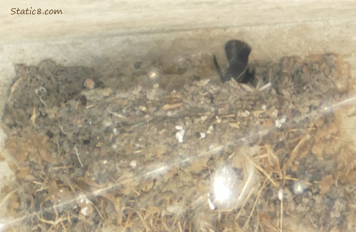 Empty Barn Swallow nest