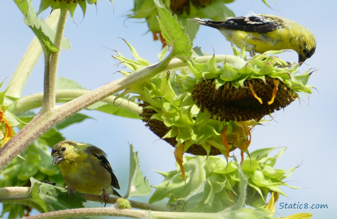 Two Goldfinches standing on sunflower blooms