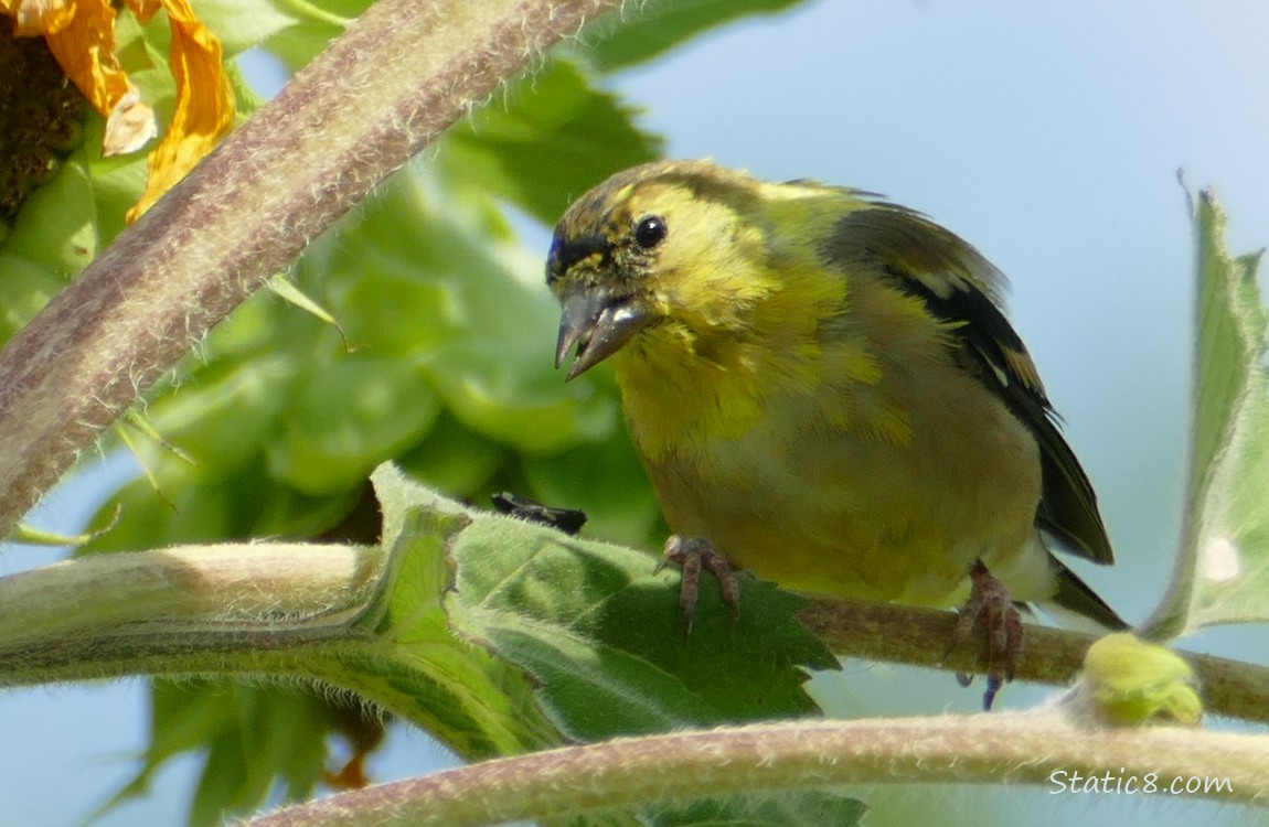 Goldfinch standing on a sunflower stalk