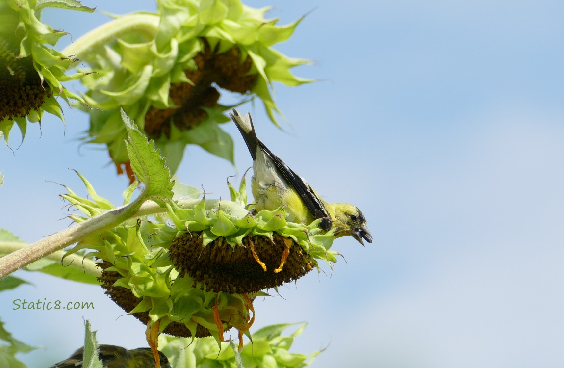Goldfinch eating sunflower seeds