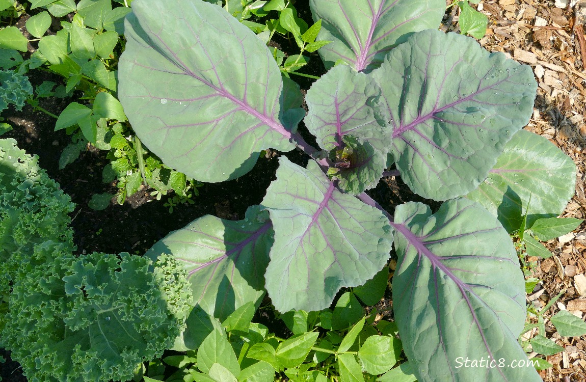 Leafy cabbage with purple veins