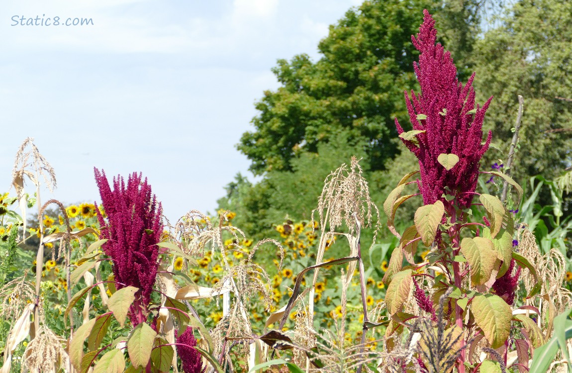 Red Amaranth blooms surrounded by corn tassles and trees in the background