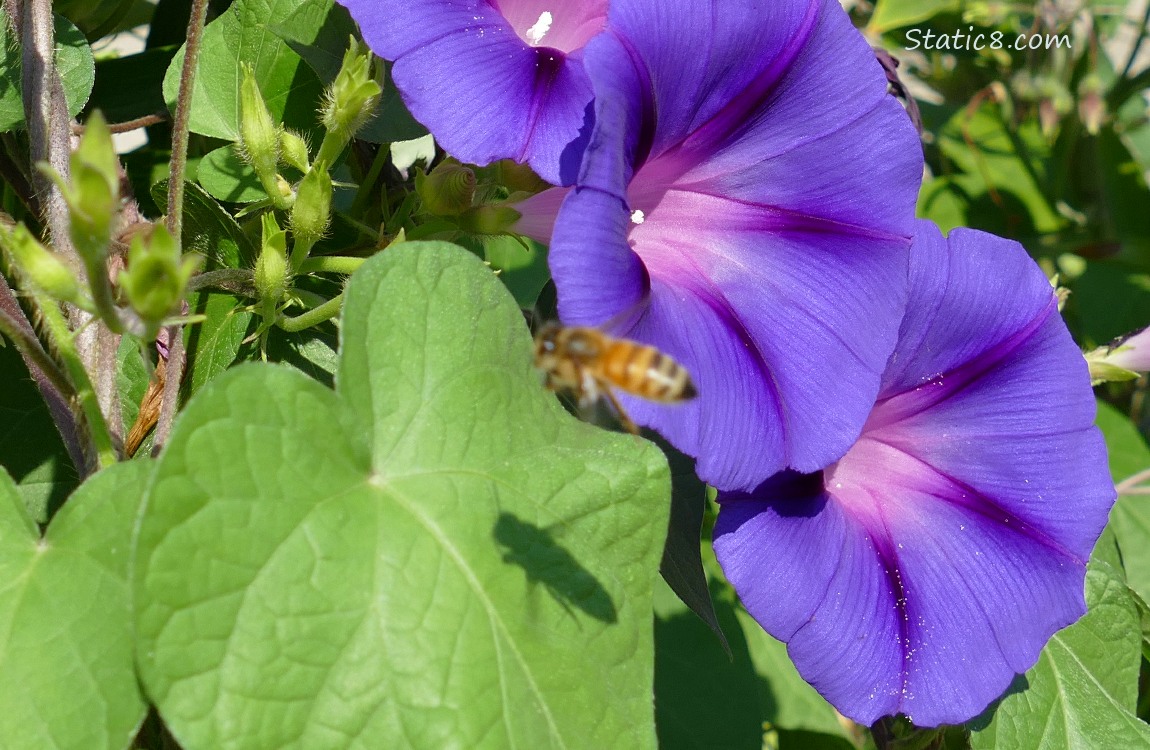 blurry Honey Bee flying in front of a purple Morning Glory