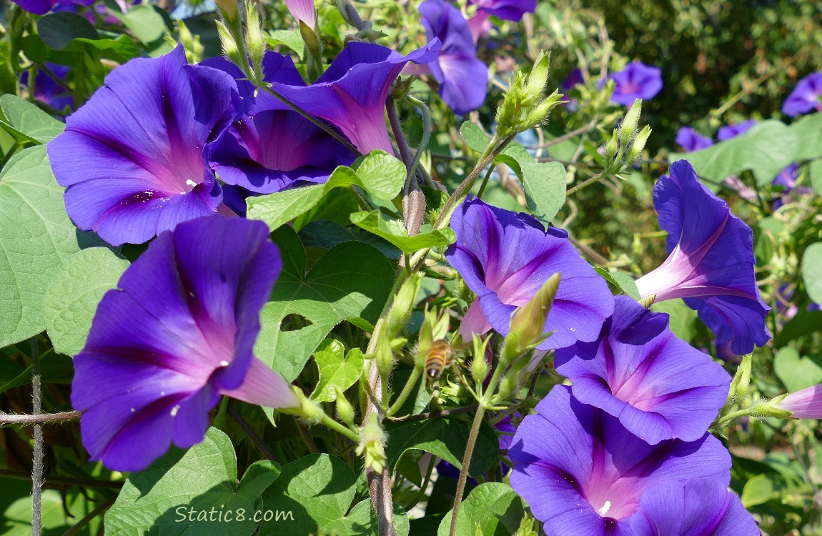Purple Morning Glory blooms